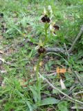 Ophrys panormitana