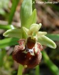 Ophrys parvimaculata