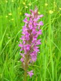 Dactylorhiza incarnata