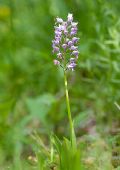 Orchis militaris