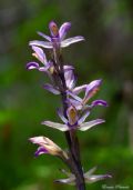 Limodorum abortivum