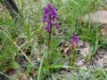 Orchis mascula subsp. laxifloriformis