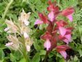 Anacamptis papilionacea
