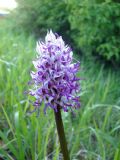Orchis simia