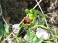 Ophrys archimedea