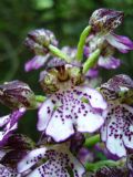 Orchis purpurea