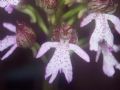Orchis purpurea
