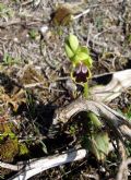 Ophrys ortuabis