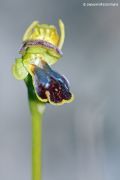 Ophrys ortuabis