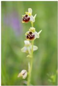 Ophrys untchjii