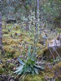 Ophrys panormitana