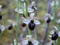 Ophrys panormitana