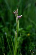Serapias parviflora