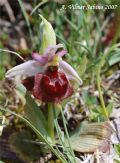 Ophrys pollinensis