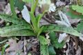 Orchis provincialis