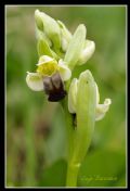 Ophrys pallida