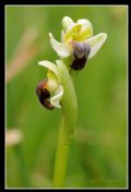 Ophrys pallida