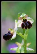 Ophrys panormitana