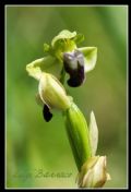 Ophrys pallida