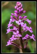 Orchis brancifortii