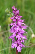 Orchis mascula