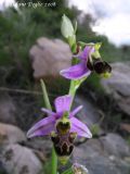 Ophrys scolopax
