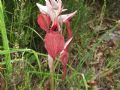 Serapias cordigera