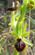 Ophrys sphegodes