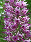 Orchis simia
