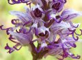 Orchis simia