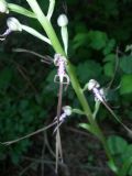 Himantoglossum adriaticum