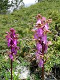Orchis spitzelii