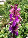 Orchis spitzelii