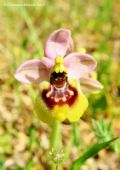Ophrys tardans
