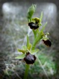 Ophrys tarquinia