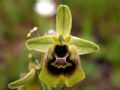 Ophrys biancae