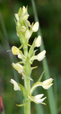 Pseudorchis albida