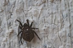Neoliodidae