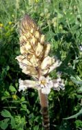 Orobanche crenata