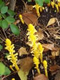 Orobanche hederae