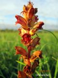 Orobanche gracilis