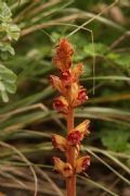 Orobanche gracilis