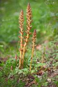 Orobanche hederae