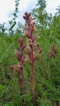 Orobanche alba