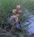 Orobanche caryophyllacea