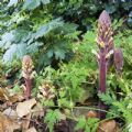 Orobanche hederae