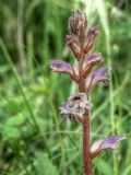 Orobanche minor