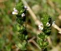 Euphrasia stricta