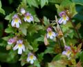 Euphrasia liburnica