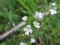 Euphrasia rostkoviana